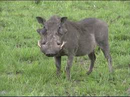 wild-hog-large2.jpg&t=1