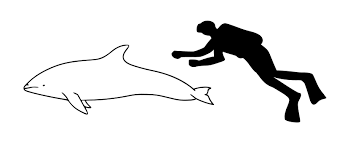 pacific white sided dolphin pictures