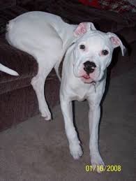 pitbull american bulldog