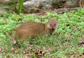 rikki tikki tavi mongoose