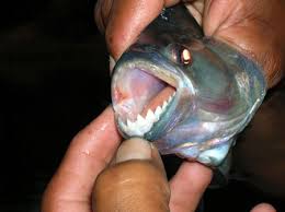 piranha