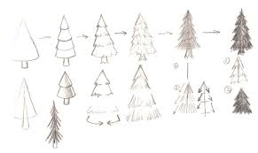 types of pine trees pictures