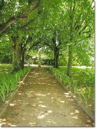 pictures lime trees