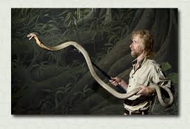 spitting king cobra