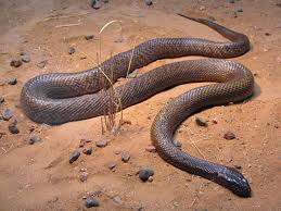 reptiles snakes