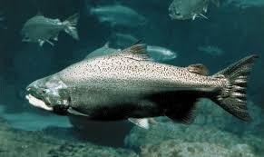 salmon fish pictures