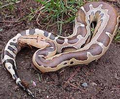 python
