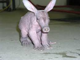 article about aardvarks