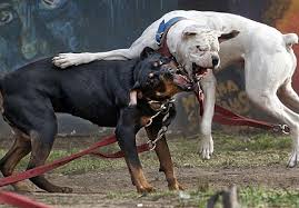 Rottweiler and aggression