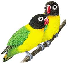 love bird photos
