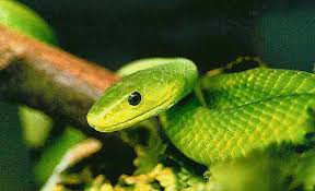 green mamba snake
