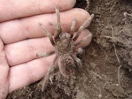 tarantula species pictures