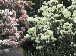 pictures tulip trees