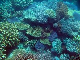 coral