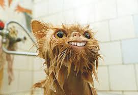 http://t3.gstatic.com/images?q=tbn:2akPkyvZdnKKkM:http://web.aanet.com.au/vmerchant/weird-cat.jpg