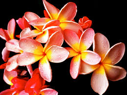hawaiian flower plumeria