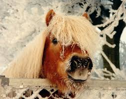 petit sondage mignon dans sondage shetland3