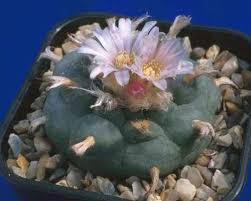 mescalina