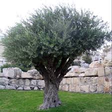 pictures olive trees
