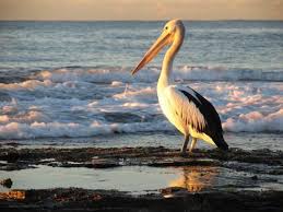 pelican