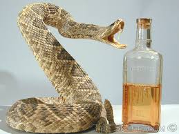 real snake pictures