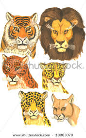 jaguar cheetah