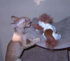animals attacking humans