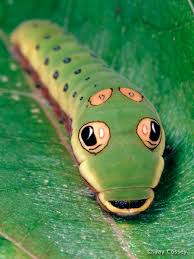 swallowtail caterpillars