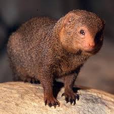 mongoose