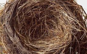 empty nest