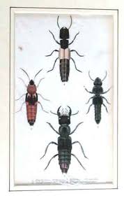 insects beetles pictures