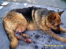 Psi u benkovačkom azilu su