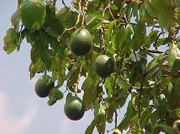 avacado