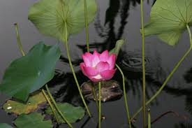 lotus nelumbo nucifera