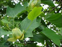pictures tulip tree