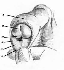 4 Frenulum