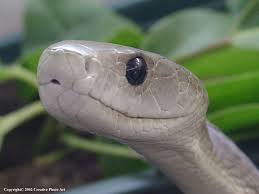 black mamba snake pictures