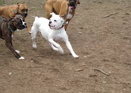 white boxer images