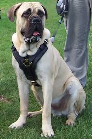 mastiff dogs