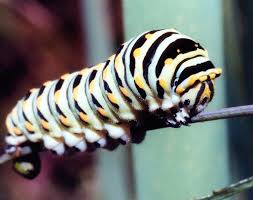 swallowtail caterpillars