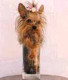 smallest dog in the world
