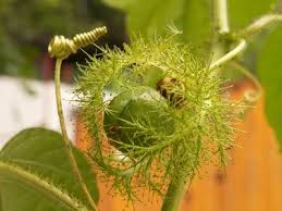 Hồi ức về trái cây xưa :D