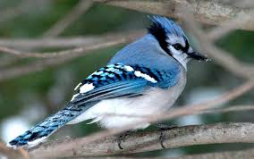 external image Bluejay12.jpg
