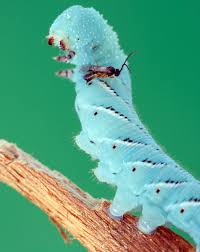 species of caterpillars