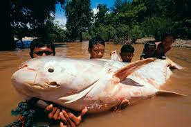 mekong river catfish