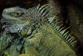 pictures of iguanas
