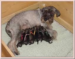 newborn puppies