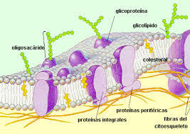 celula plasmatica