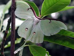 pictures of moths
