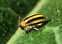 types beetles pictures